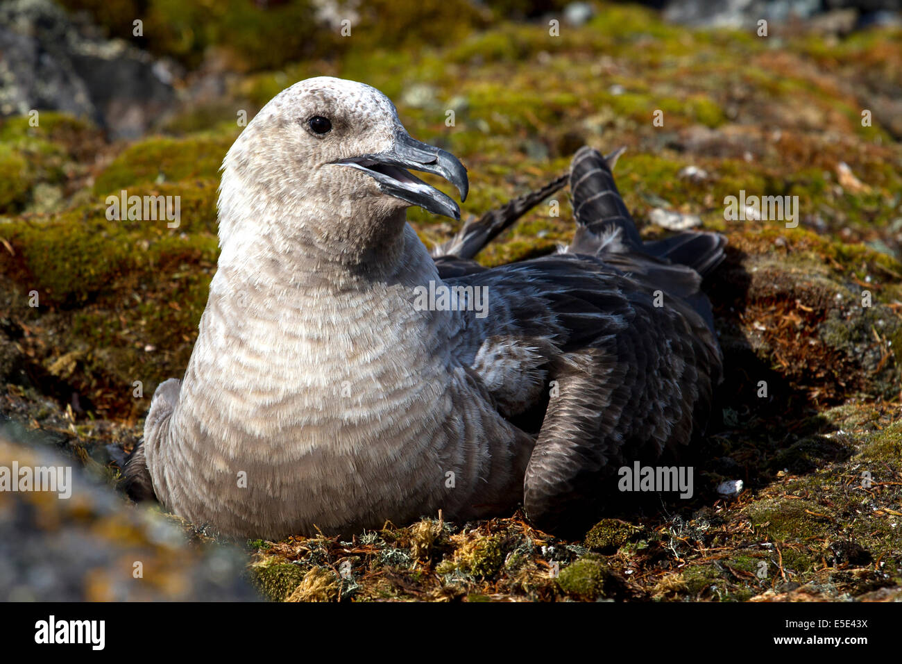South Polar Skua weibliche Morph-Licht, das auf den Eiern auf dem Nest sitzt Stockfoto