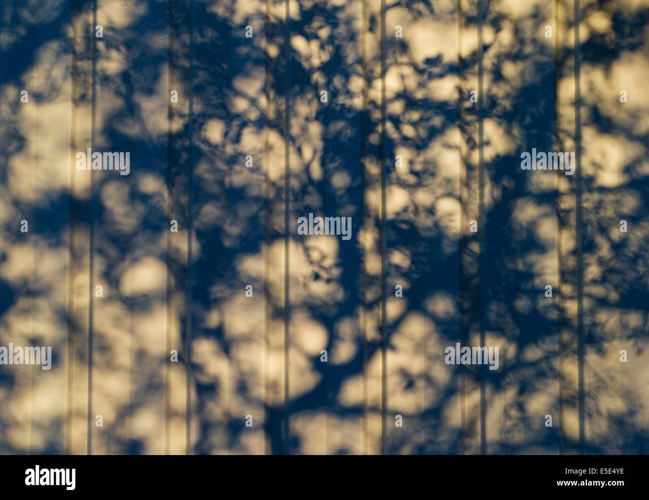 Schatten und Blätter, Herbst, Island Stockfoto
