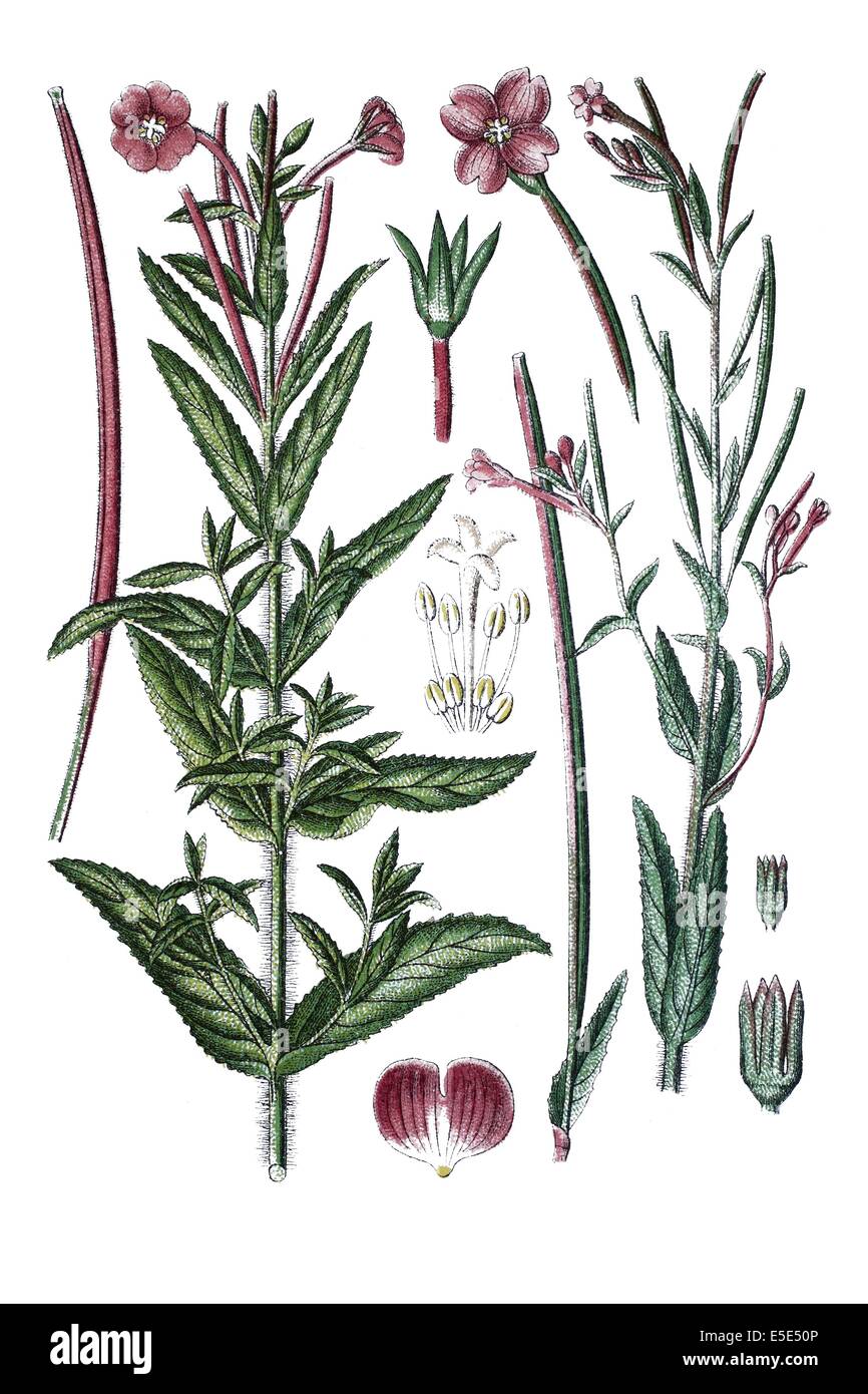Links; Weidenröschen, Epilobium Grandiflorum, rechts: Weidenröschen, Epilobium Parviflorum Stockfoto