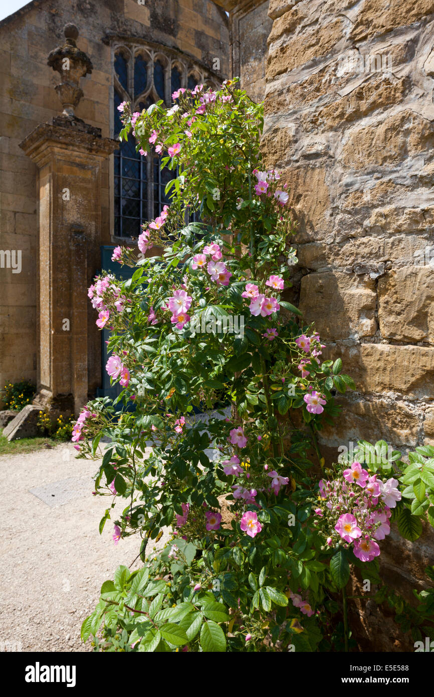 Eine rosa rose Blüte am Eingang zum Hidcote Manor in Cotswold Dorf von Hidcote Bartrim, Gloucestershire UK Stockfoto
