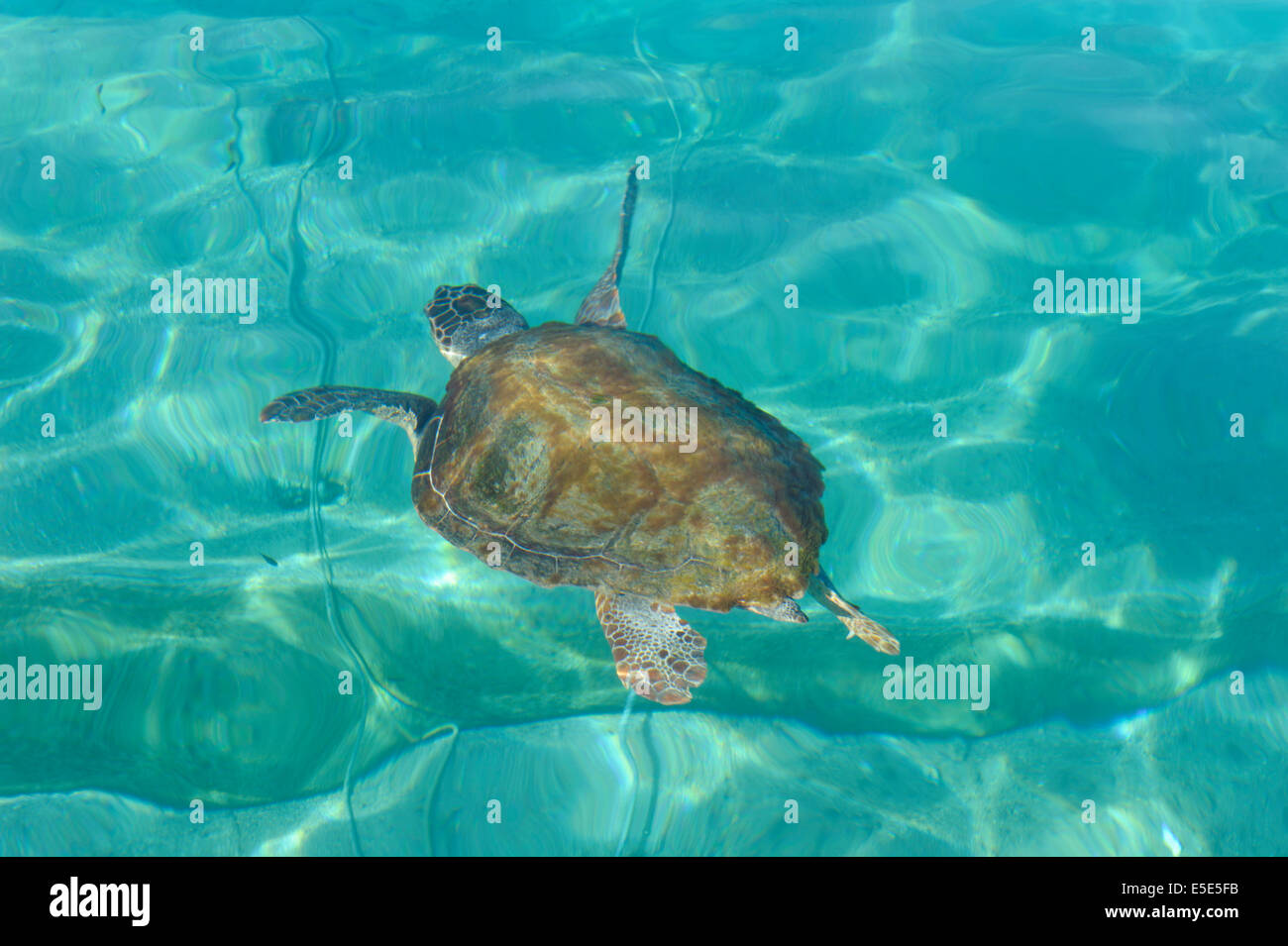 Wilde Caretta-Caretta Meeresschildkröten in Loutro Bucht, Crete Stockfoto