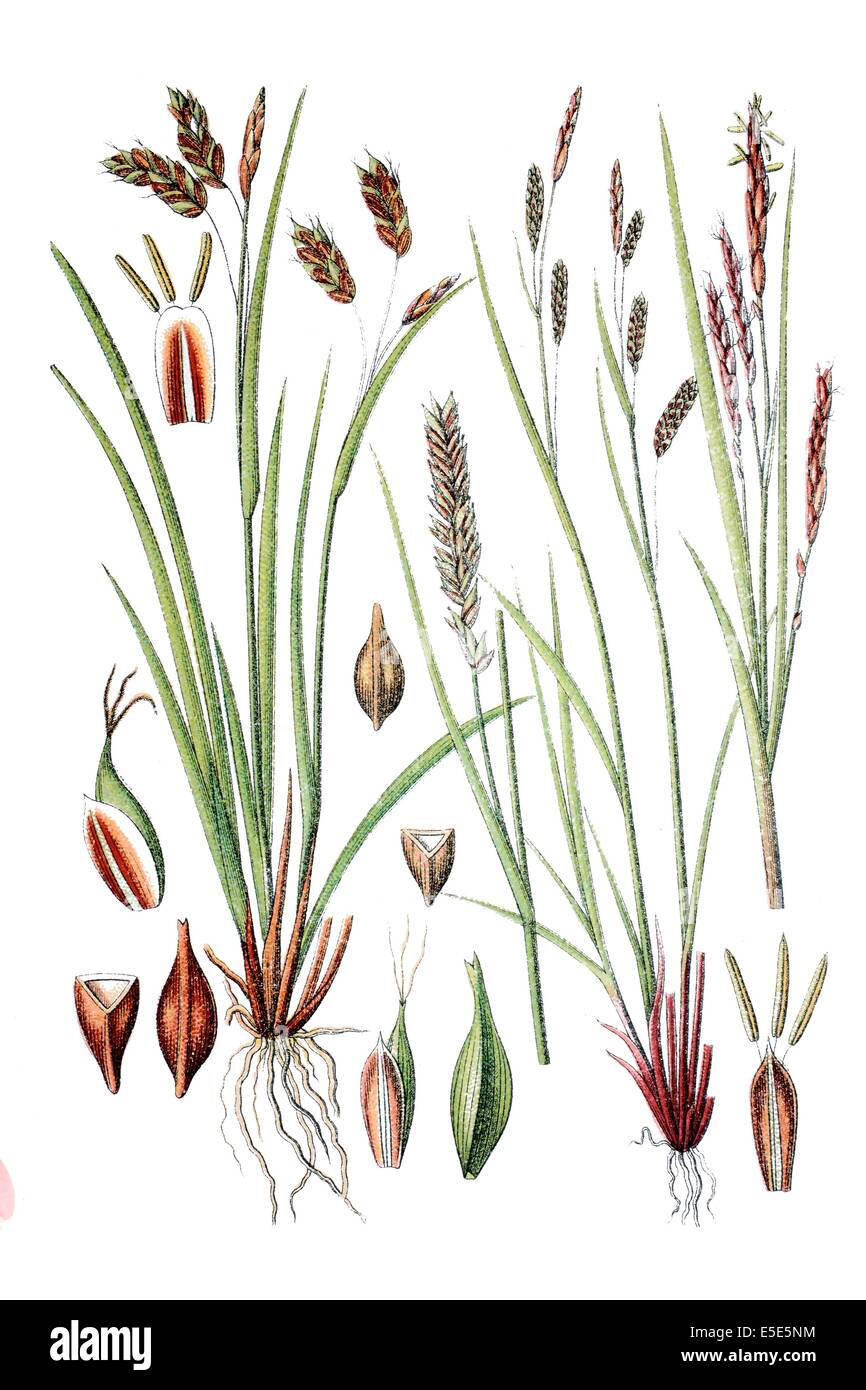 Links: Arten von Segge, Carex Capillaris, rechts: Carex Brachystachys Stockfoto