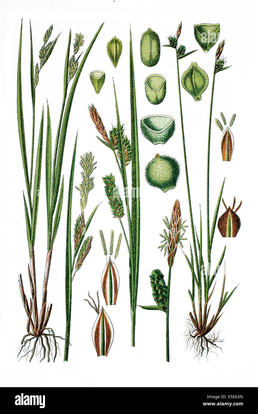 Links: blasse Segge, Carex Pallescens, rechts: Downy fruited Segge, Carex Tomentosa Stockfoto