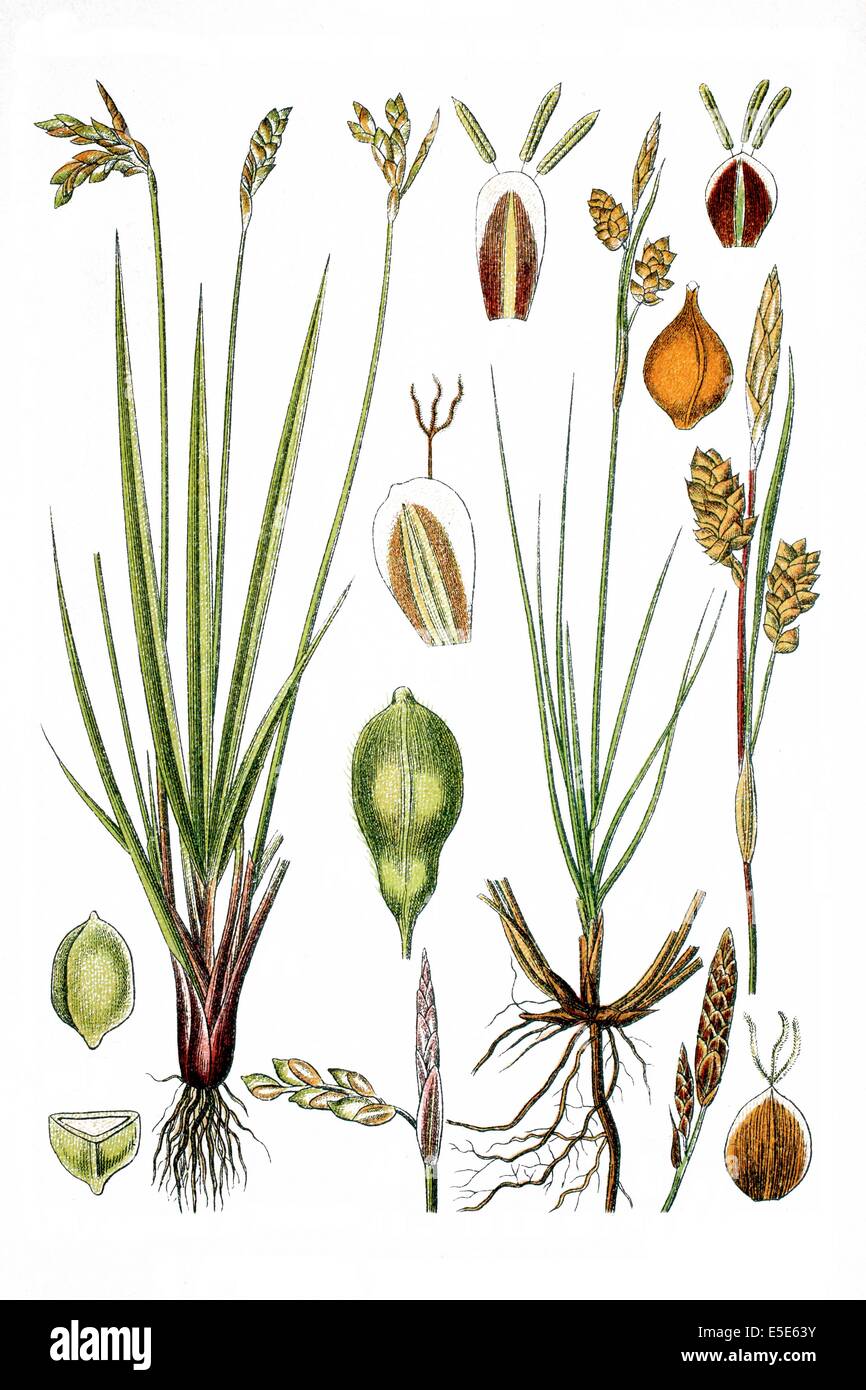 Links: Vögel Fuß Segge, Carex Ornitopoda, rechts: glänzende Segge, Carex Nitida Stockfoto
