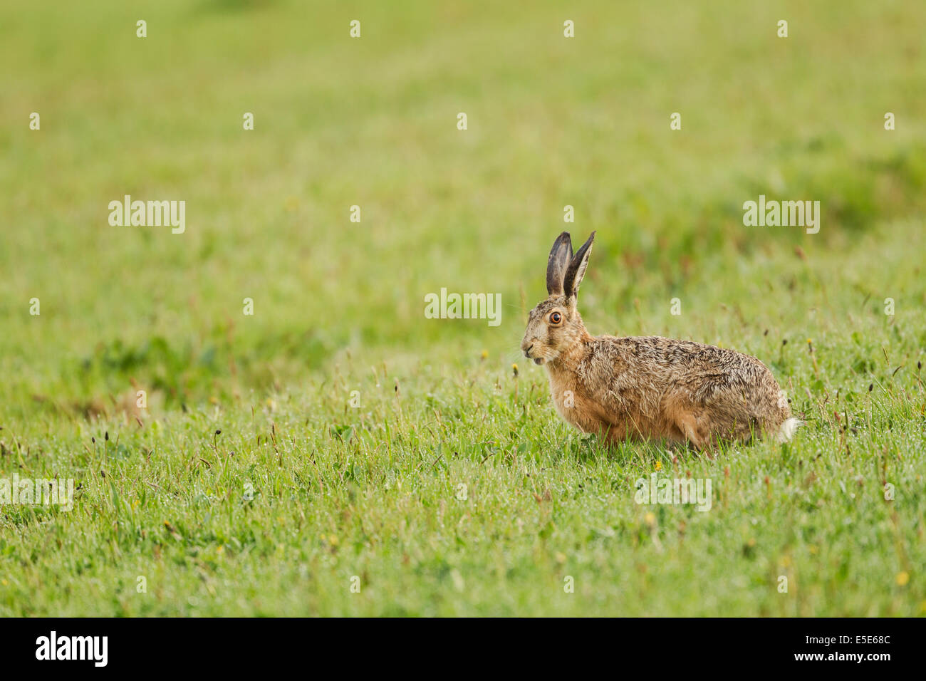 Feldhase, lateinischer Name Lepus Europaeus, auch bekannt als der Feldhase in einer feuchten, grasbewachsenen Wiese, kann Stockfoto