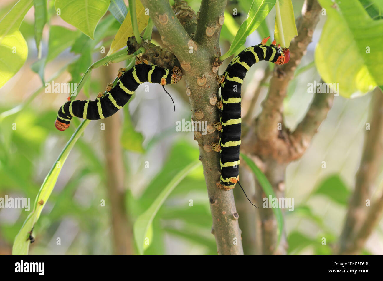 Zwei Tetrio Sphinx Caterpillar ursprünglich aus Antigua Barbuda in der Karibik West Indies ein Blatt an einem Frangipani-Baum zu essen. Stockfoto