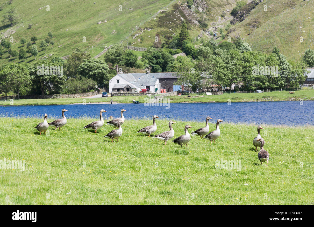 Graugänse (Anser Anser) am Ufer des Watendlath Tarn, Bauernhof und Bauernhaus in Hintergrund, Lake District, Cumbria, UK Stockfoto