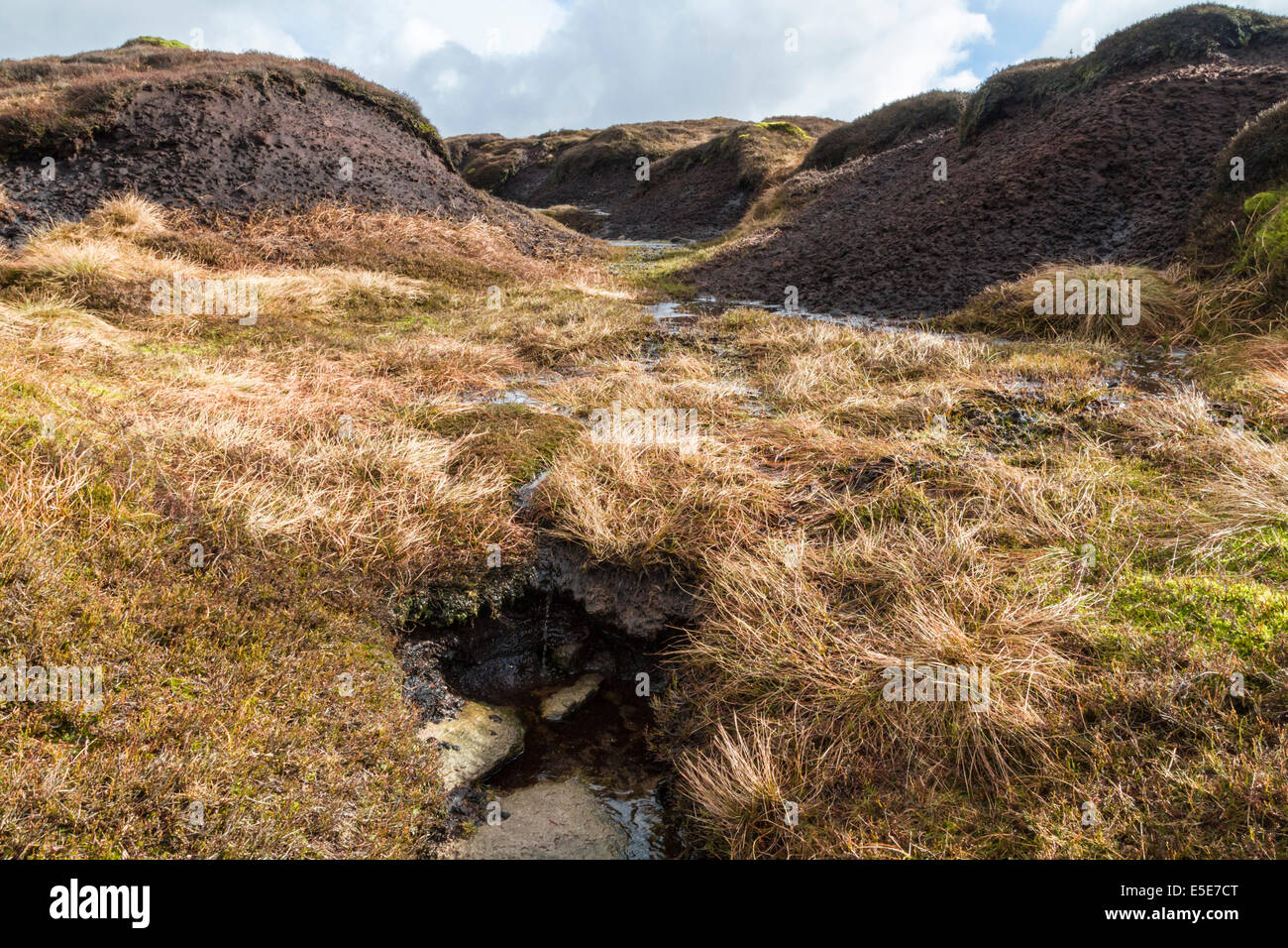 Decke Moor. Nasse peatland Wasserrinne mit Moor Gras zwischen Torf hags auf Kinder Scout, Derbyshire Peak District National Park, England, Großbritannien Stockfoto