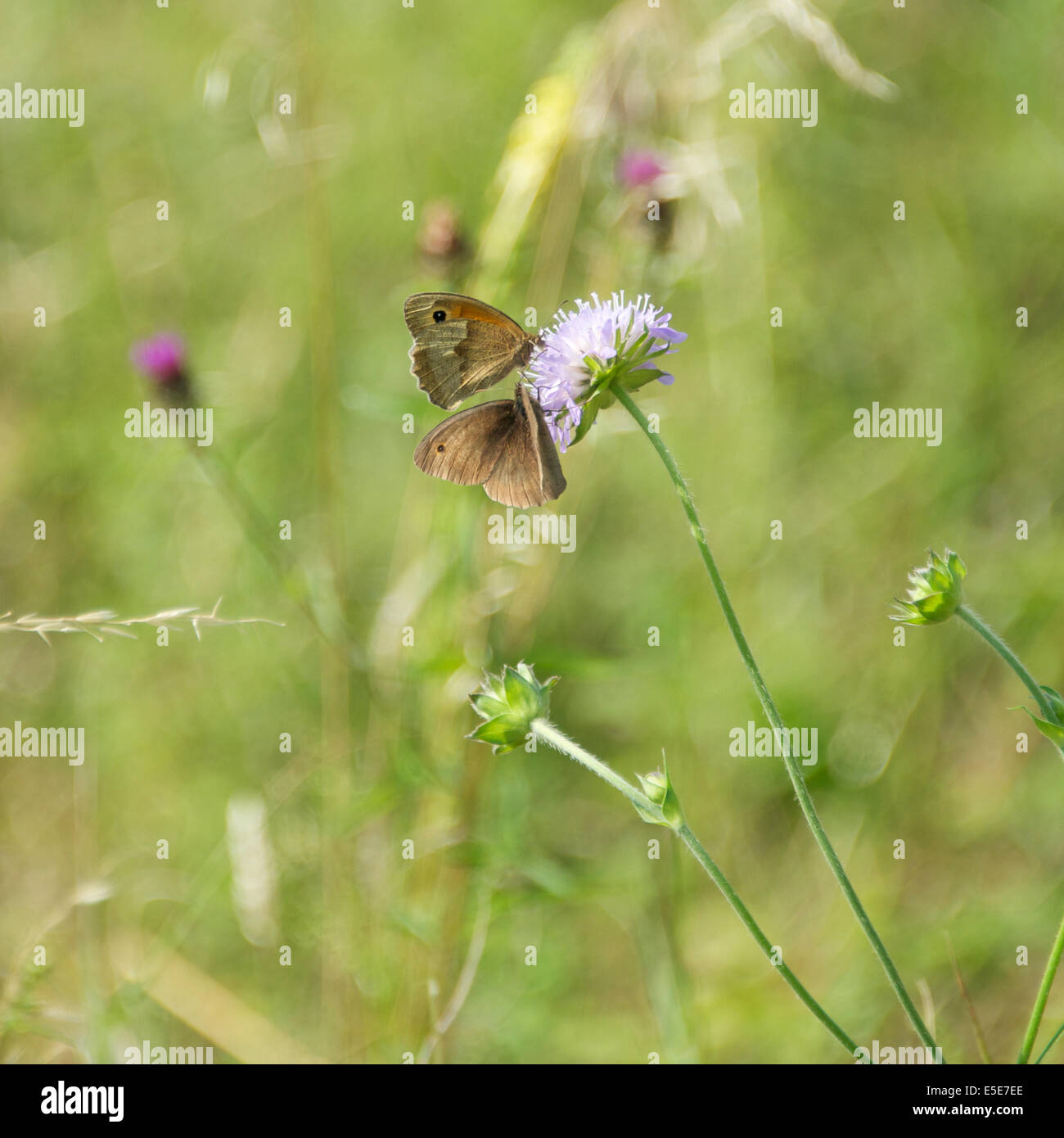North Downs in Reigate Hill, Surrey, UK. 29. Juli 2014. Die UK Big Butterfly Count. Schmetterlinge auf den North Downs bei Hill Reigate, Surrey. Dienstag, 29. Juli 2014. Männliche und weibliche Wiese braun Schmetterlinge "Maniola Jurtina" ruht auf Feild Witwenblume auf einer Wiese am Fuße des North Downs, Reigate, Surrey Credit: Foto von Lindsay Constable / Alamy Live News Stockfoto