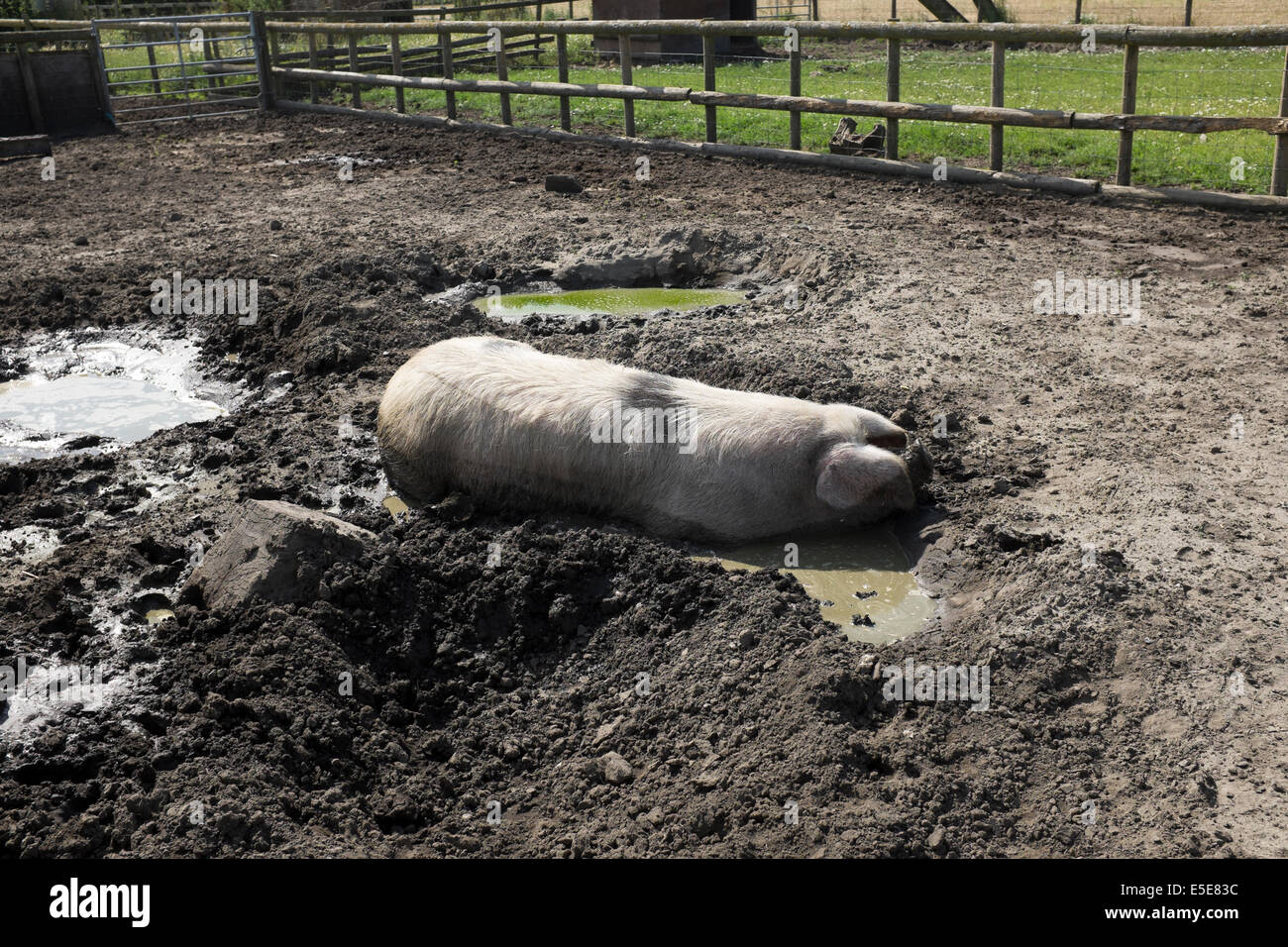 Seltene Rasse Schwein Abkühlung im Wasserpfütze im Kleinbetrieb Stockfoto
