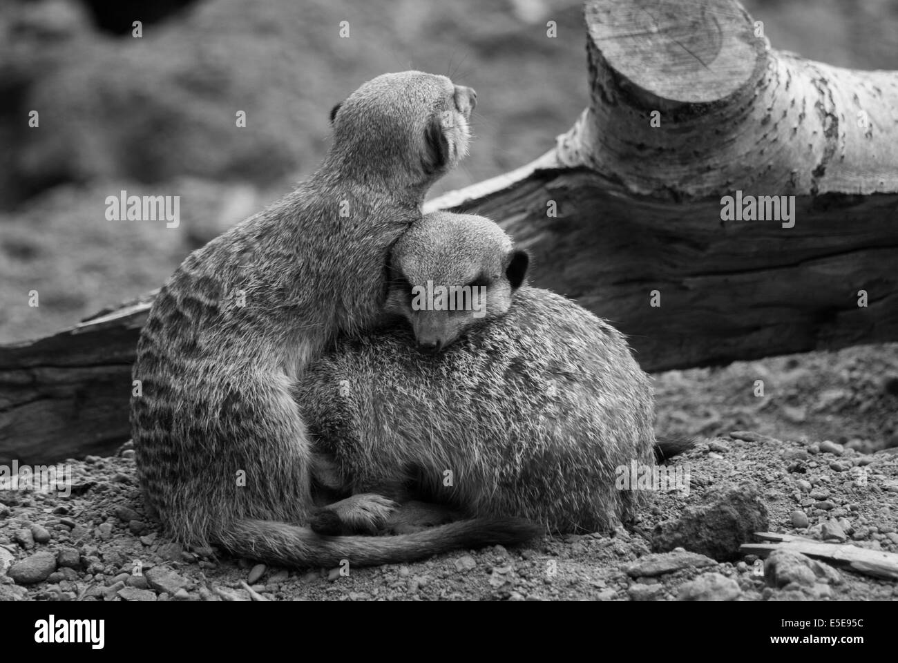 3 Erdmännchen kuscheln gegen den Schmutz und Baum Hintergrund in einem Moment der Zweisamkeit Stockfoto
