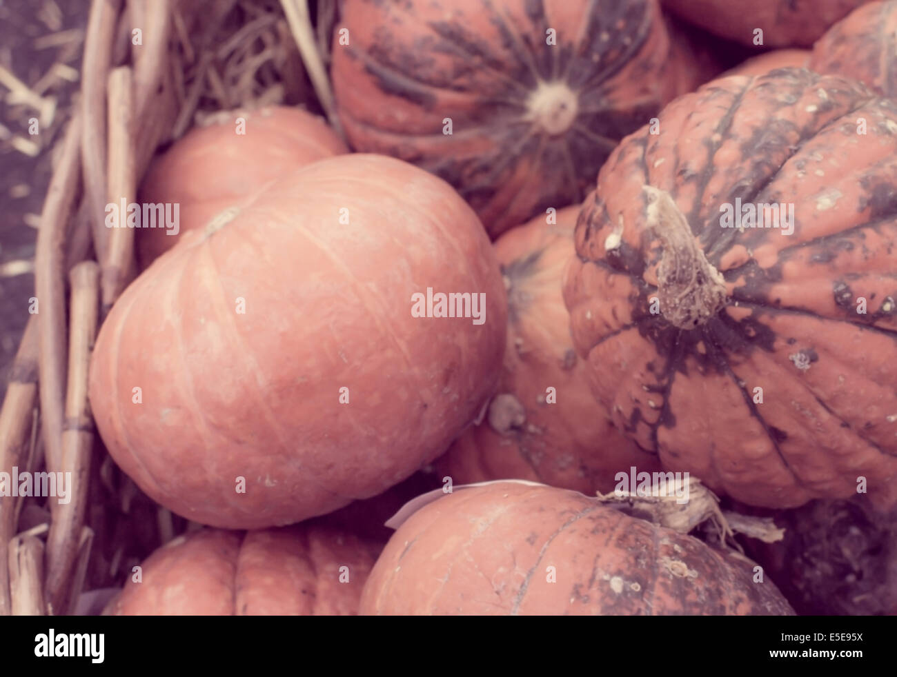Garten orange Kürbisse in Wicker für Herbst Dekoration oder Ernte Hintergrund. Staubige Filter und ganz weich. Stockfoto Garten orange Kürbisse in Wicker für Herbst Dekoration oder Ernte Hintergrund. Staubige Filter und ganz weich. Stockfoto
