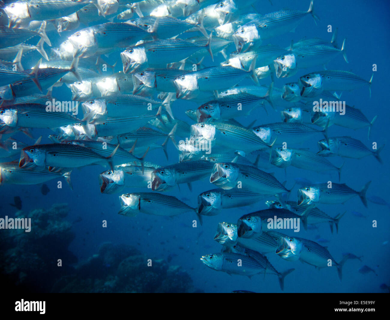 Eine Schule Makrelen schwimmen, indem Sie in einer engen Formation Fütterung. Stockfoto