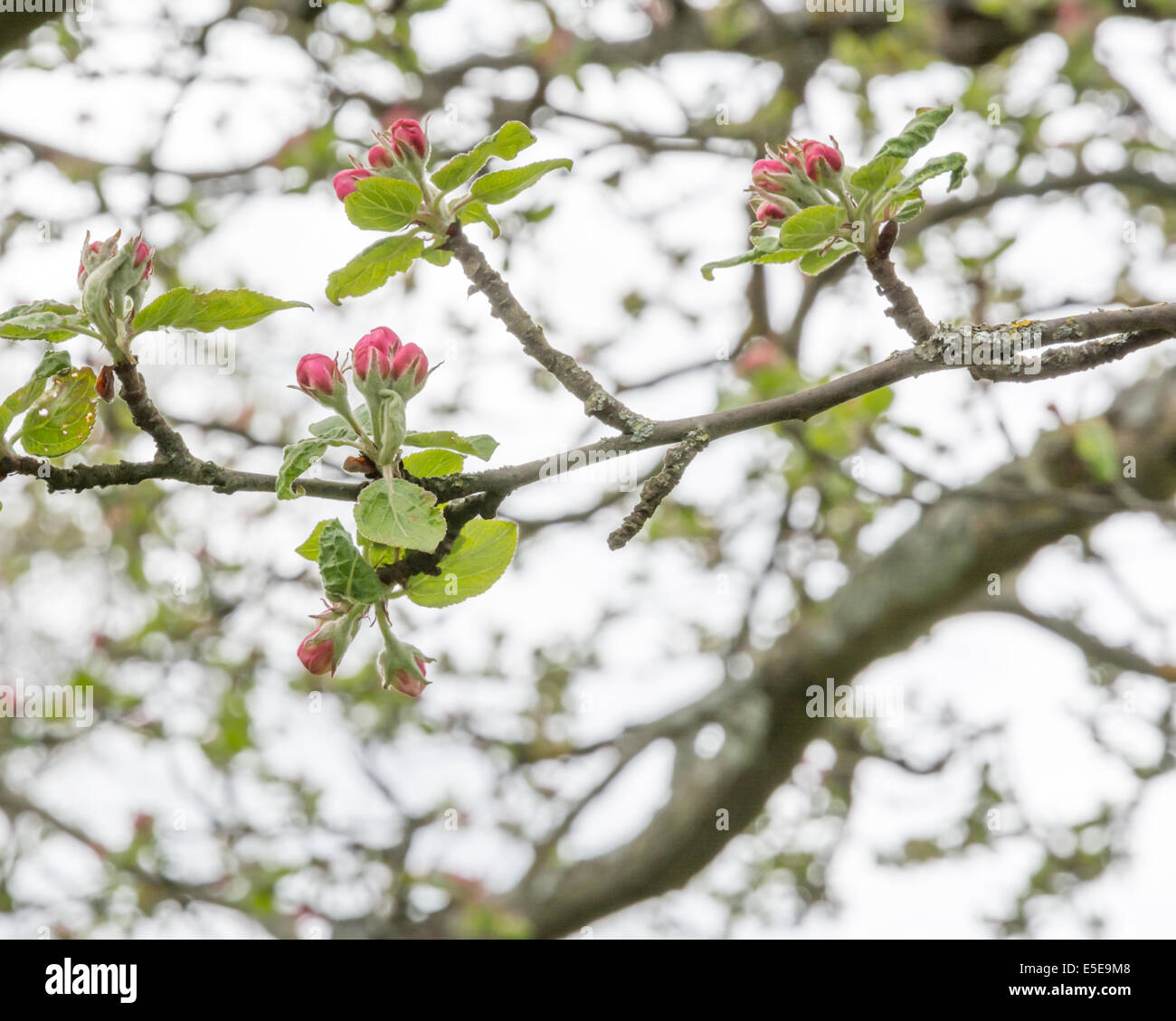 Rosa Apfelblüten auf Baum im Frühling, Stockholm, Schweden im Mai. Stockfoto
