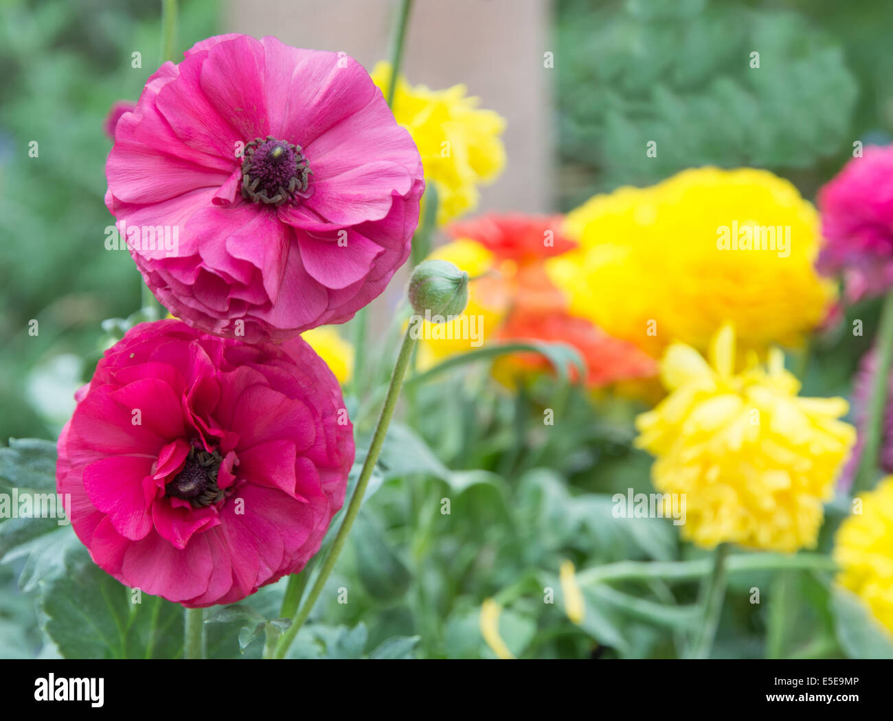 Zwei rosa Ranunkeln Blumen mit verschwommenen blumigen gelben Textfreiraum Stockfoto