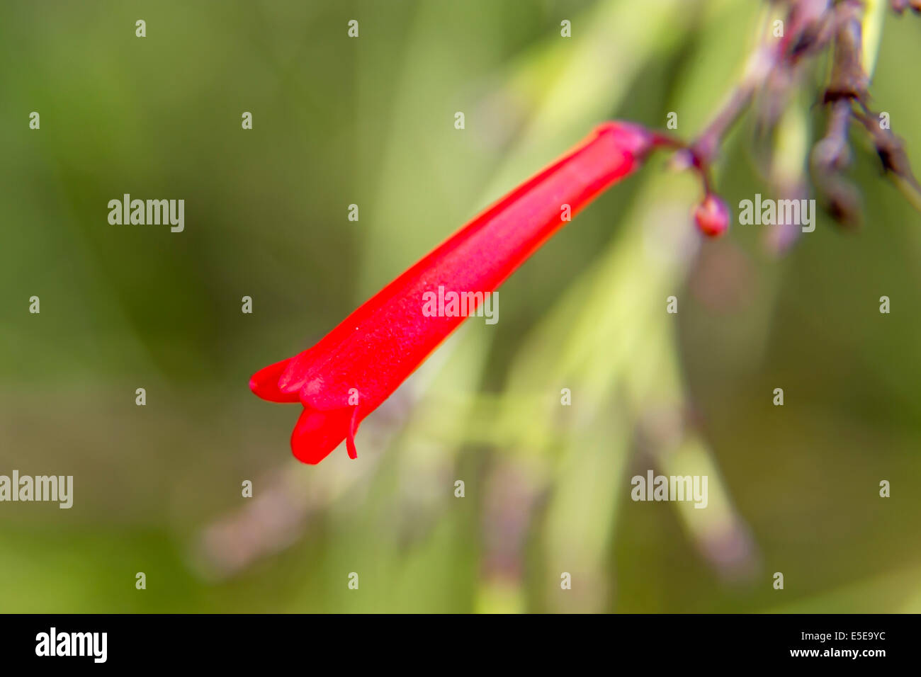 Hong Kong Wetland Park Vögel Mangroven rote Blume Stockfoto