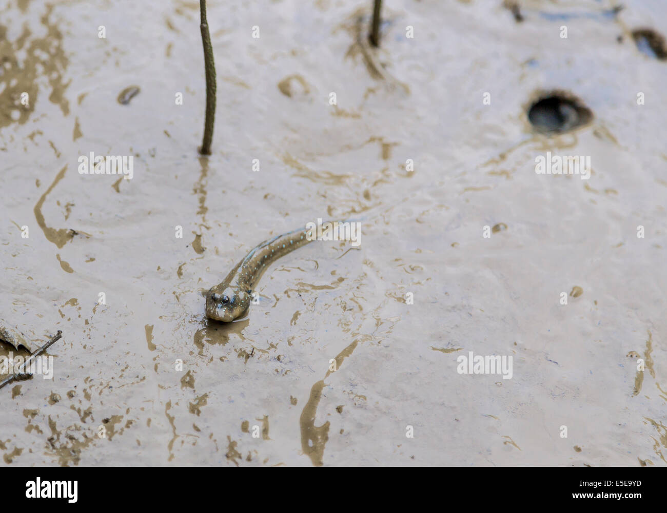 Hong Kong Wetland Park Vögel Mangroven Schlammspringer Stockfoto