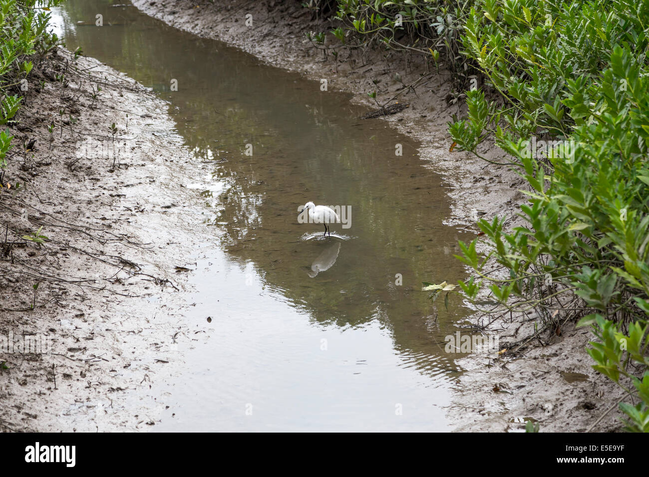 Hong Kong Wetland Park Vögel Mangroven Silberreiher Stockfoto