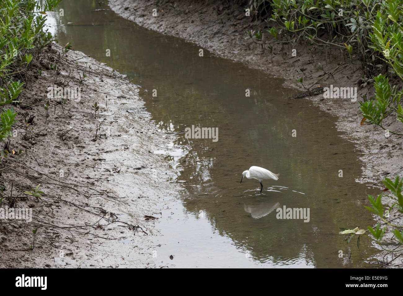 Hong Kong Wetland Park Vögel Mangroven Silberreiher Stockfoto