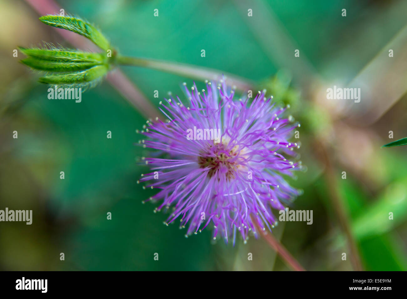 Hong Kong Wetland Park Vögel Mangroven blaue Blume Stockfoto
