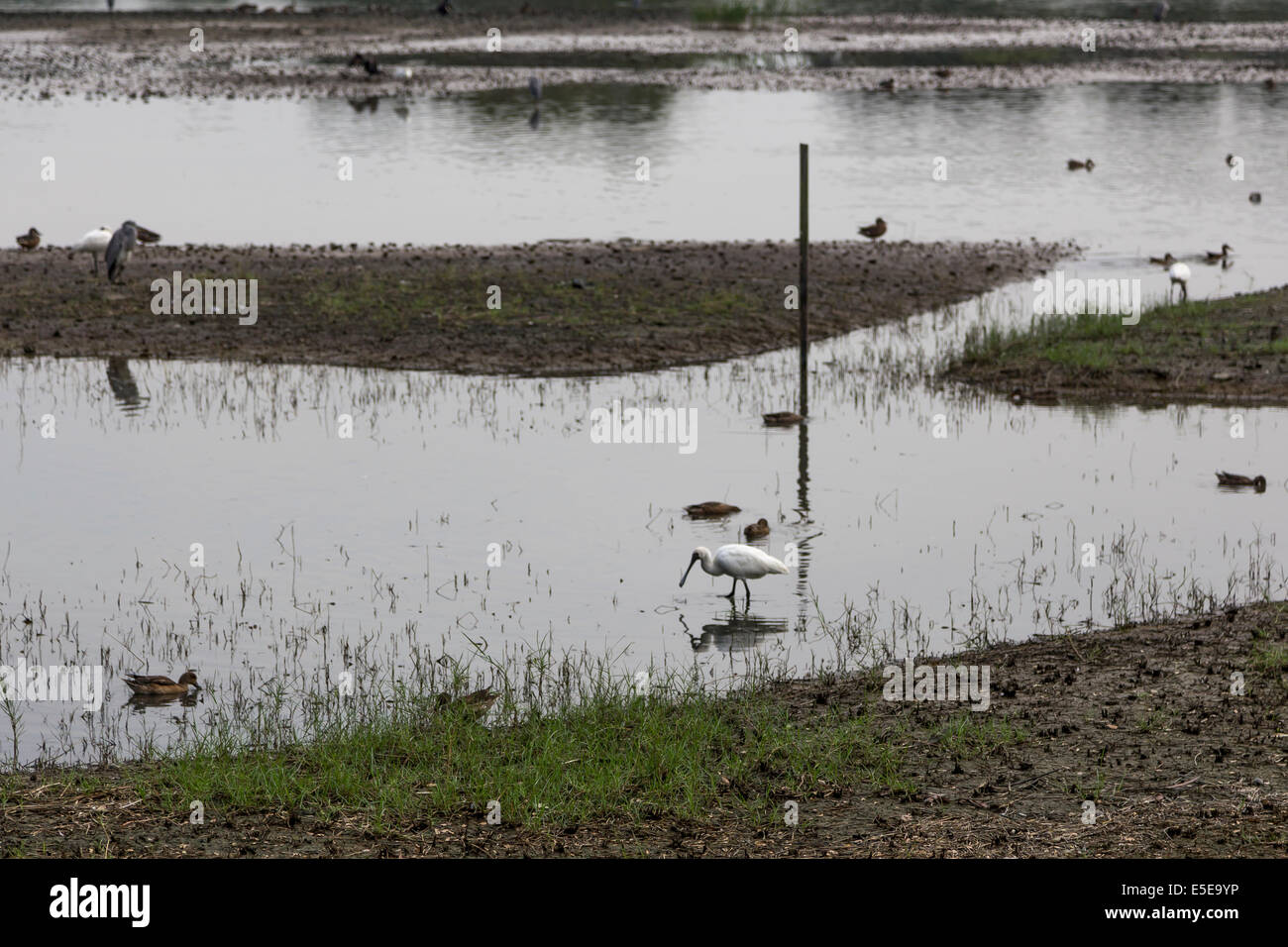 Hong Kong Wetland Park Vögel Mangroven Stockfoto