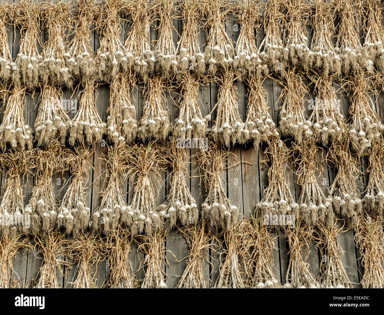 Knoblauch Pflanzen trocknen hölzerne Scheune Außenwand Stockfoto