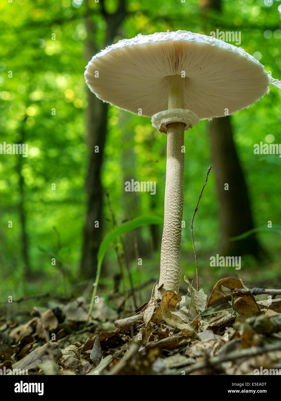 Parasol Pilz Pilzzucht im Wald Stockfoto
