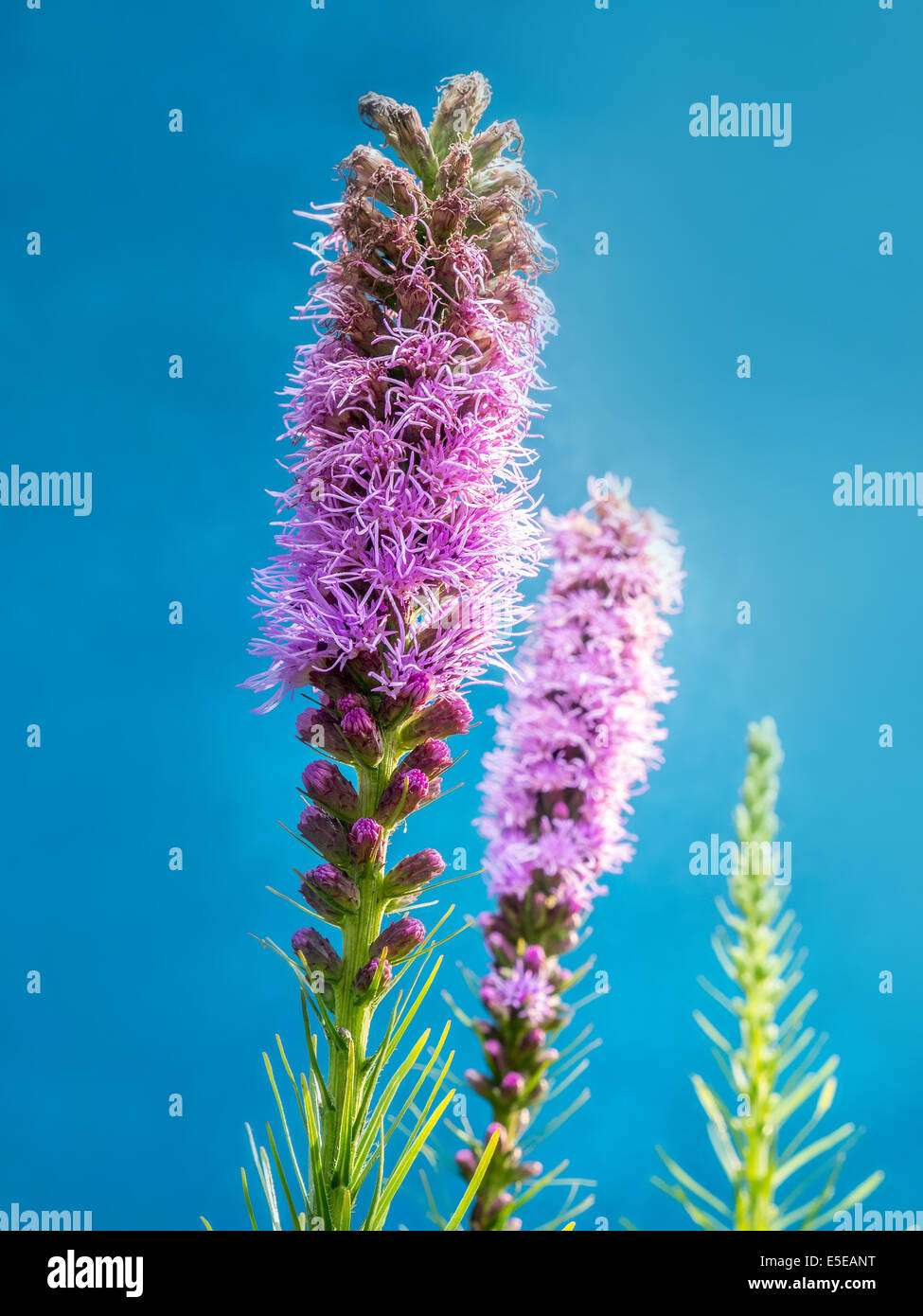 Liatris Spicata Blumen auf blauem Hintergrund erschossen Stockfoto