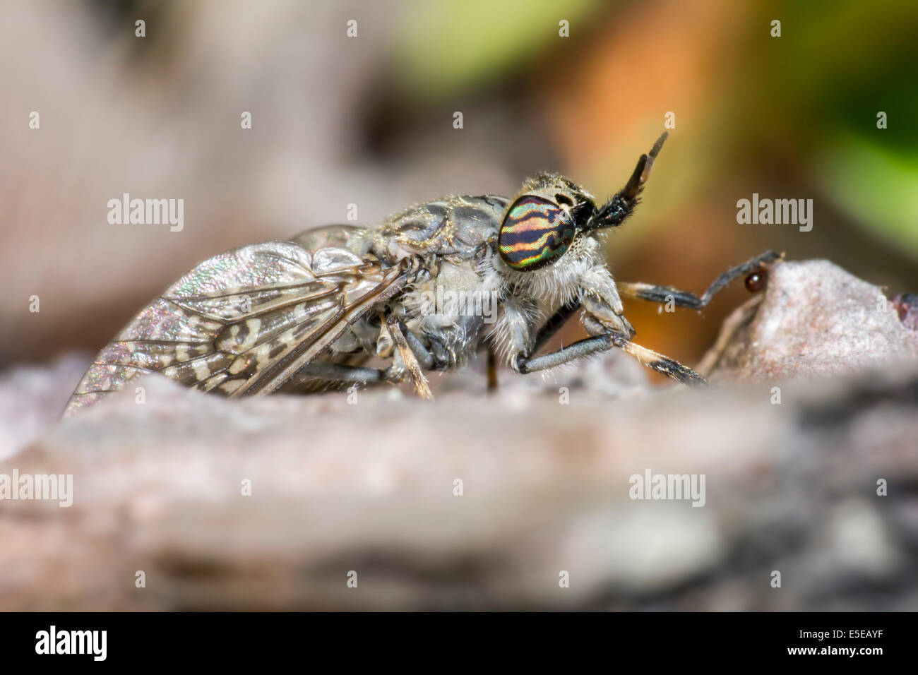 Porträt einer Pferdefliege Stockfoto