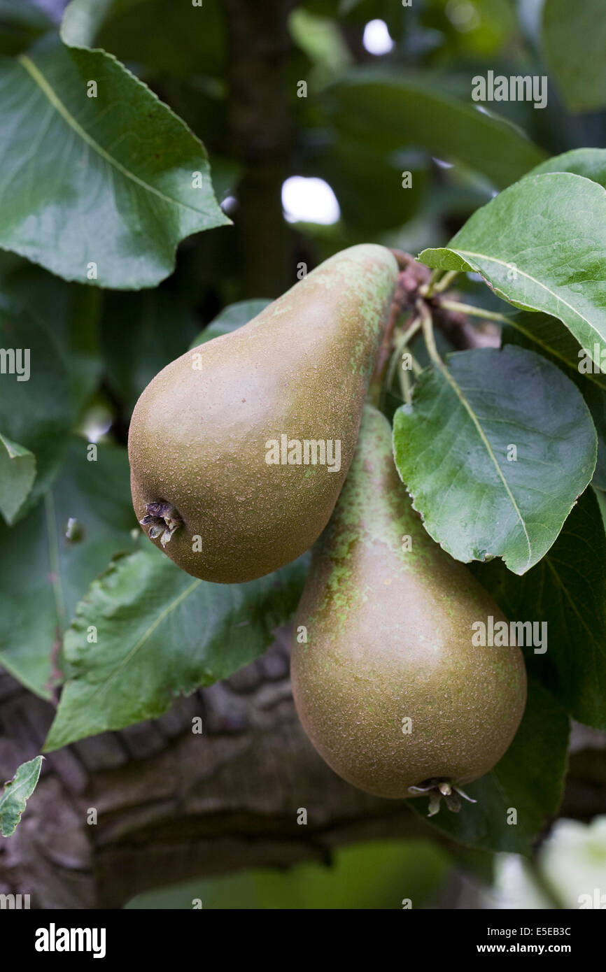Pyrus Communis. Konferenz-Birnen am Baum. Stockfoto