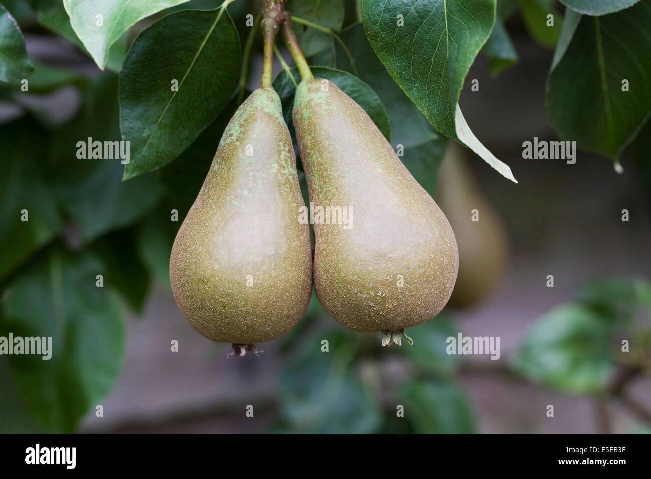 Pyrus Communis. Conference-Birne auf dem Baum. Stockfoto