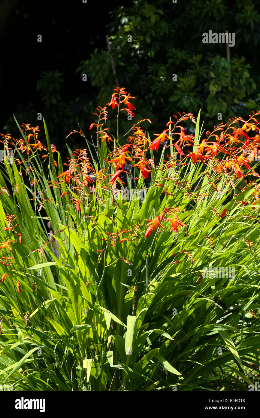 Orange, rote und gelbe Crocosmia (Orange Teufel) in einem englischen Garten Stockfoto
