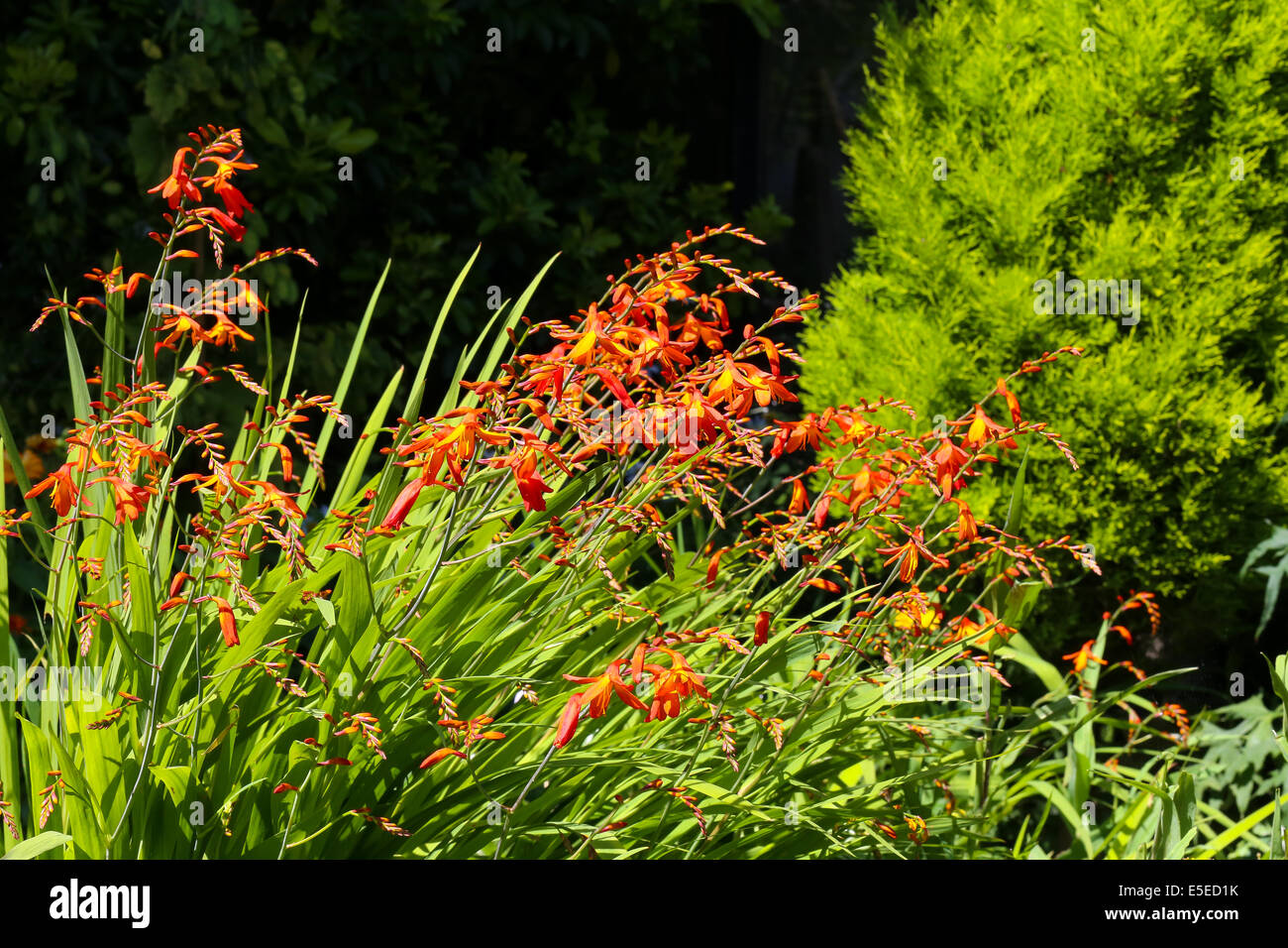 Orange, rote und gelbe Crocosmia (Orange Teufel) in einem englischen Garten Stockfoto