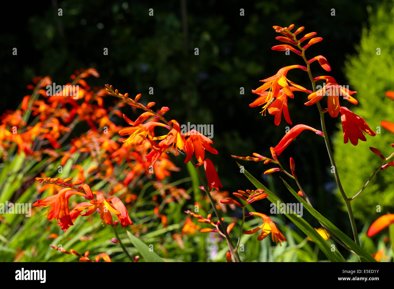 Orange, rote und gelbe Crocosmia (Orange Teufel) in einem englischen Garten Stockfoto