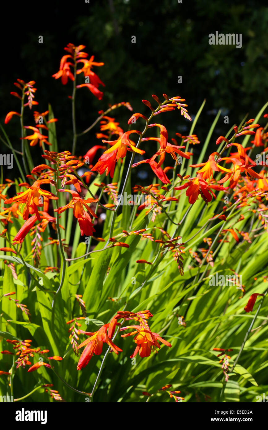Orange, rote und gelbe Crocosmia (Orange Teufel) in einem englischen Garten Stockfoto
