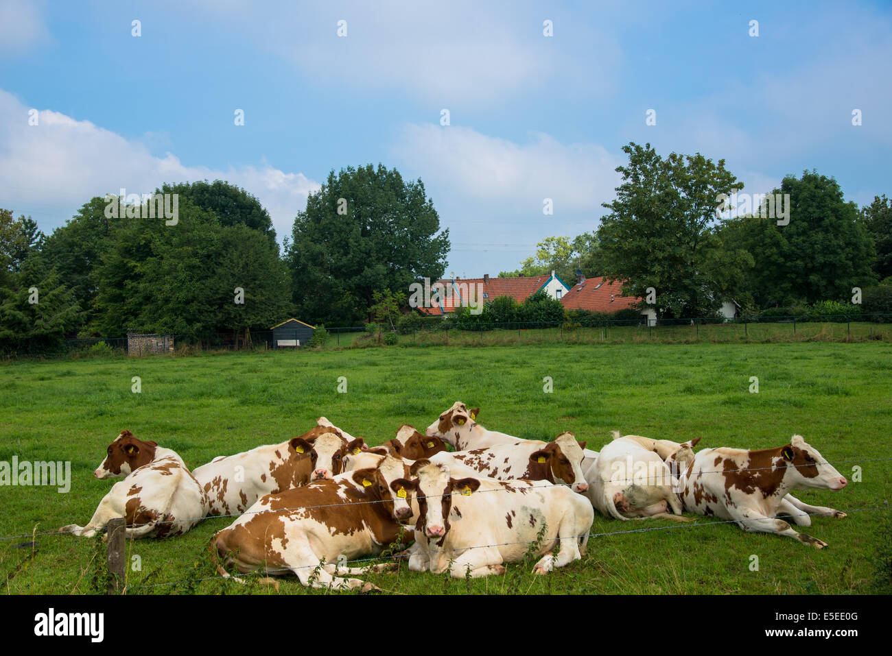 eine Gruppe von braun/weiße Kühe in einem Feld Stockfoto