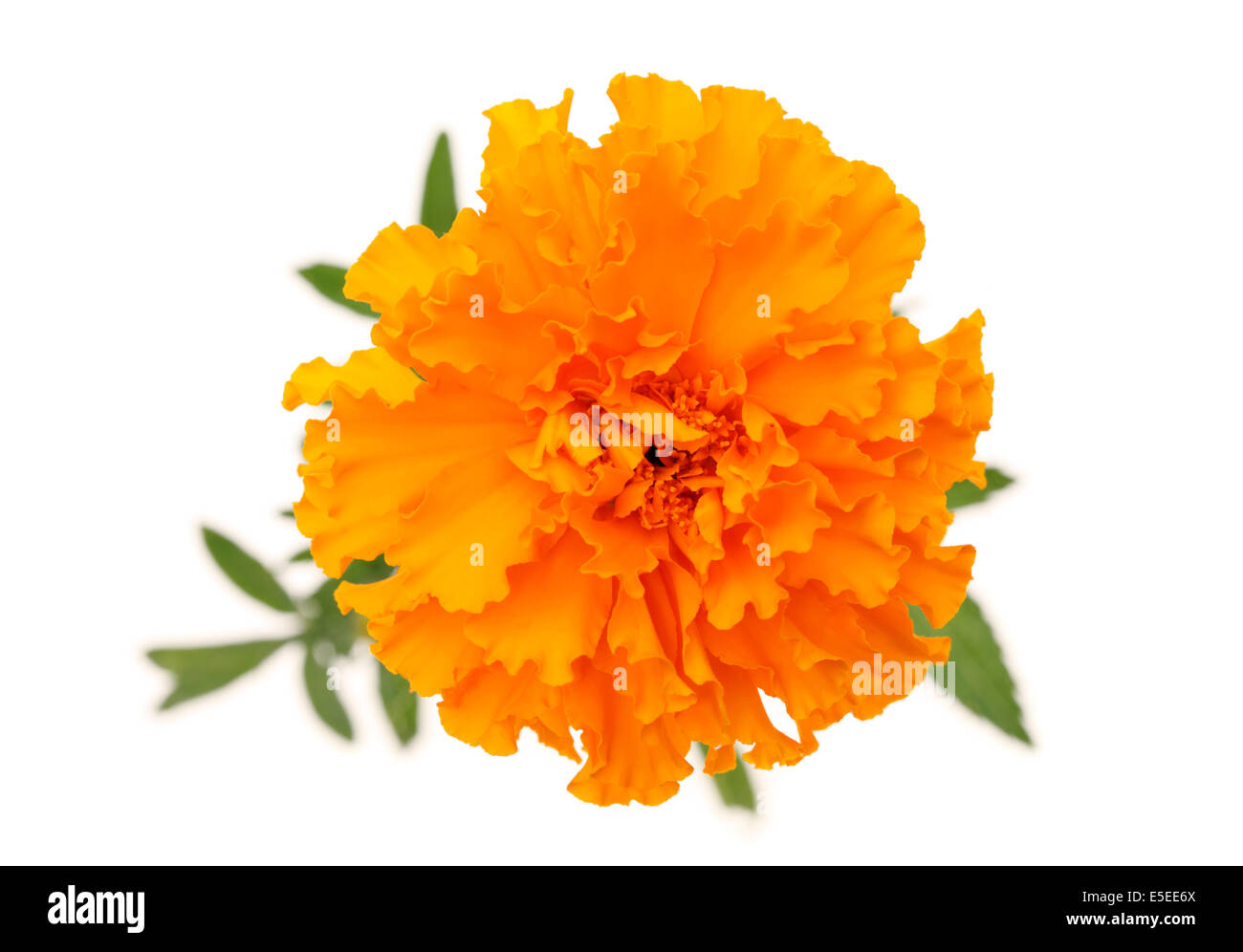 Orange Ringelblumeblume Stockfoto