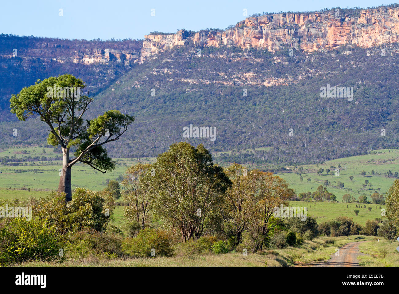 Flaschen-Baum und die Böschung Blackdown Tableland Stockfoto