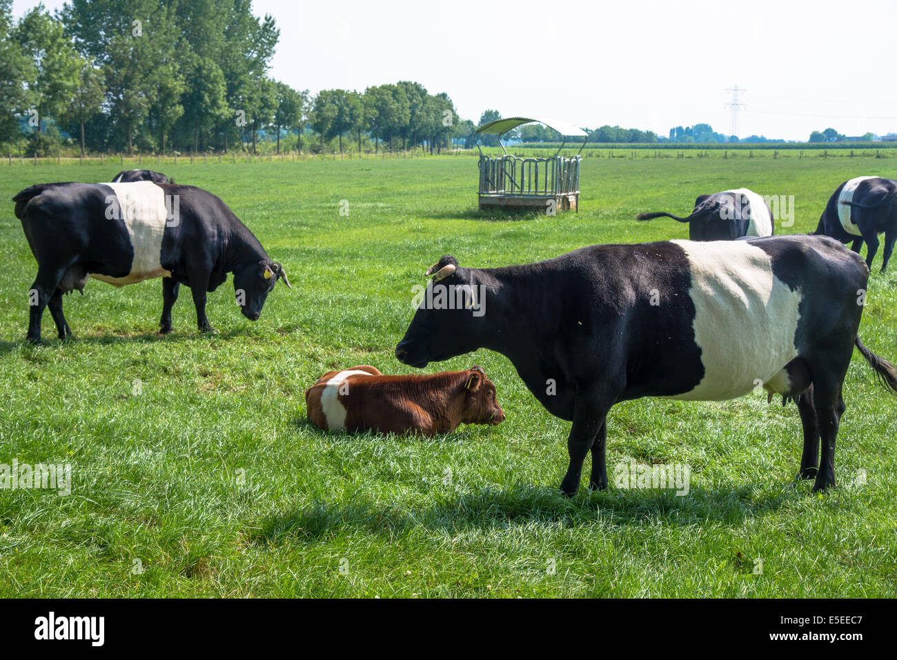 Kühe und ein Kalb der Rasse lakenvelder Stockfoto