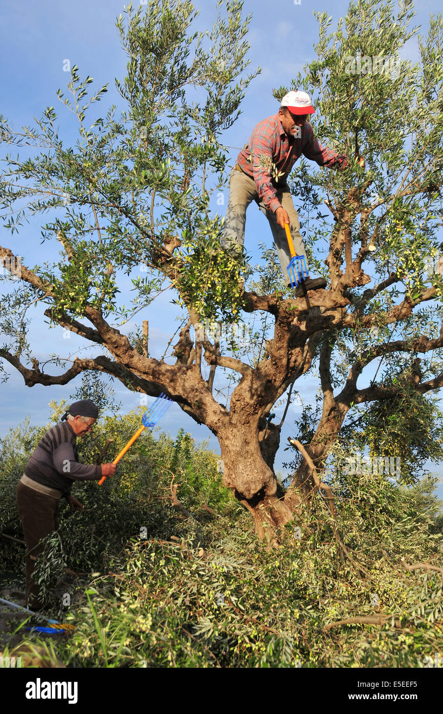 Ein paar der griechischen Bauern ernten Oliven aus einem Olivenbaum in der  Nhe von Kalamata im Sden Griechenlands Stockfotografie - Alamy