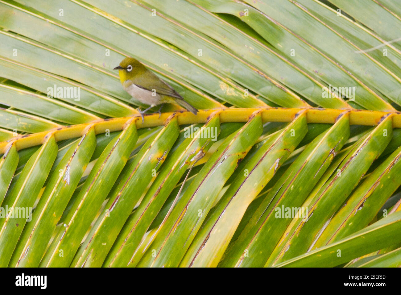 Japanische White-Eye auf Palm Frond (Zosterops Japonicus) Oahu, Hawaii Stockfoto