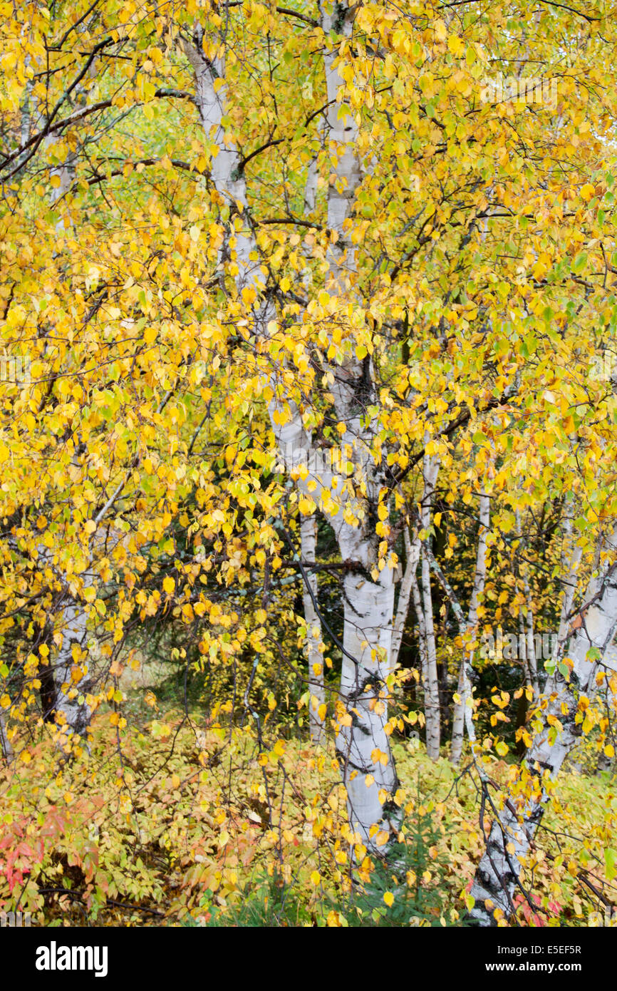 Weiße Birke in Herbstfarben. (Betula Papyrifera). Sanguanay, Quebec, Kanada Stockfoto