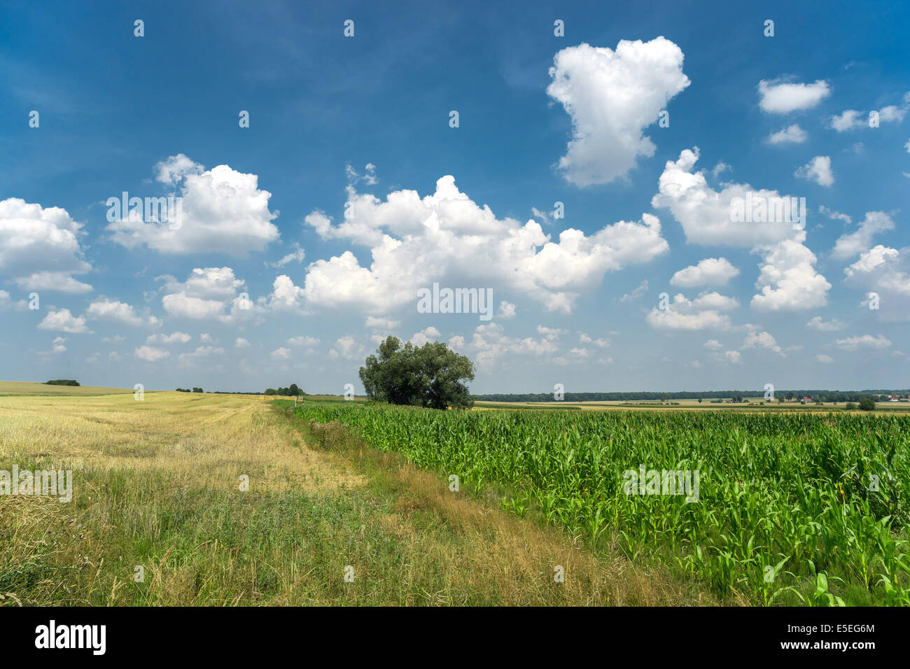 Niederschlesien Summer Landschaft in der Nähe von Strzegom Stockfoto