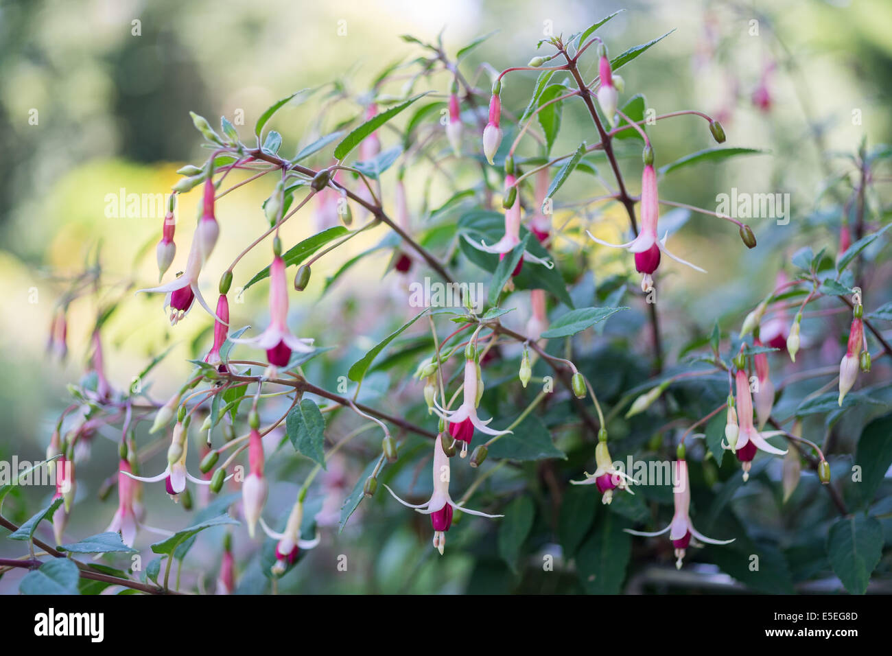 Weißen und rote Fuchsie Blumen hautnah Stockfoto