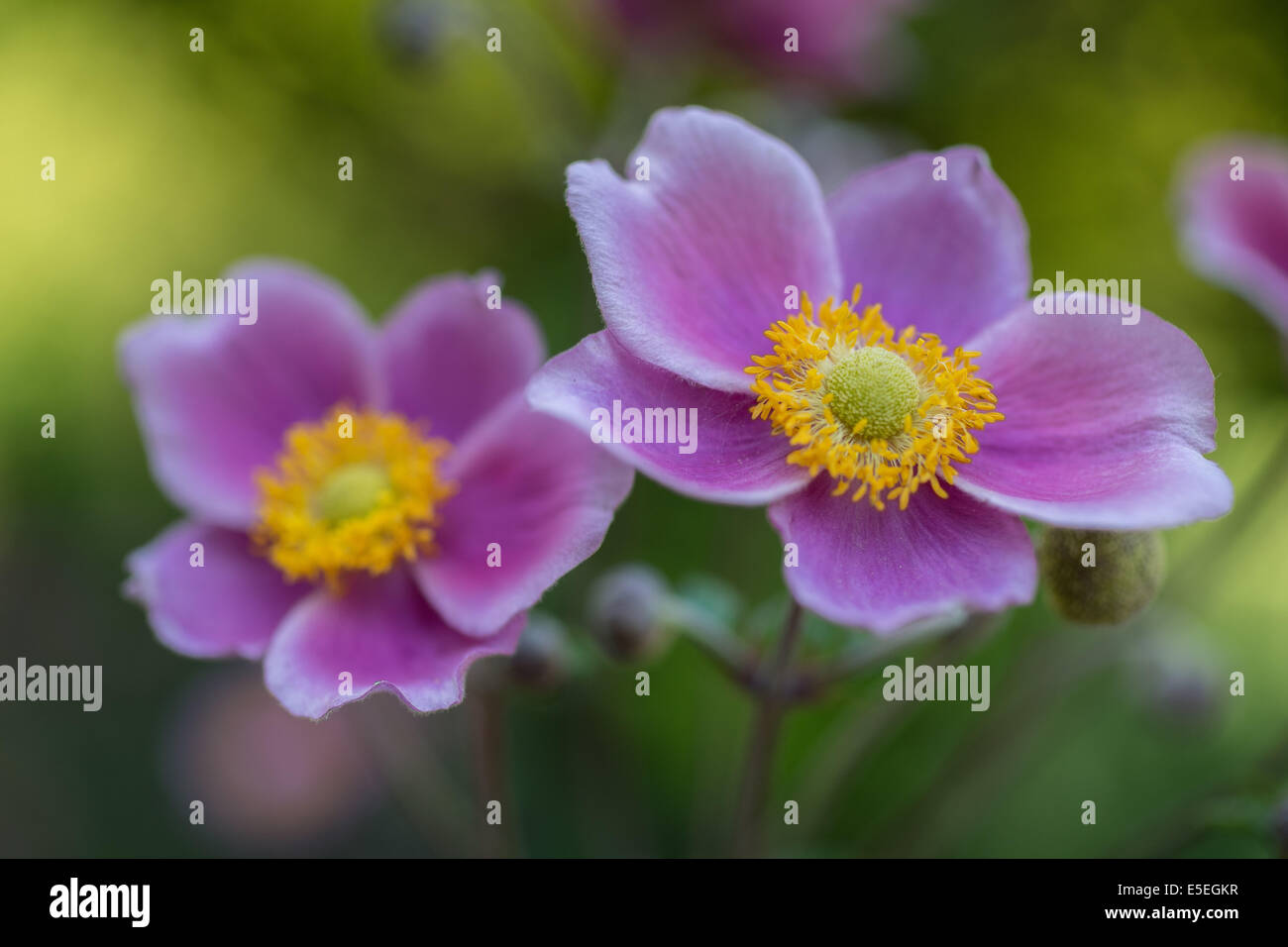 Zwei rosa Anemone Hupehensis Blumen hautnah Stockfoto