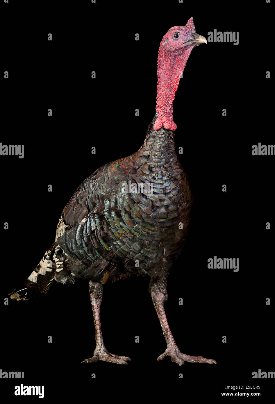 Türkei-Vogel auf schwarzem Hintergrund Stockfoto