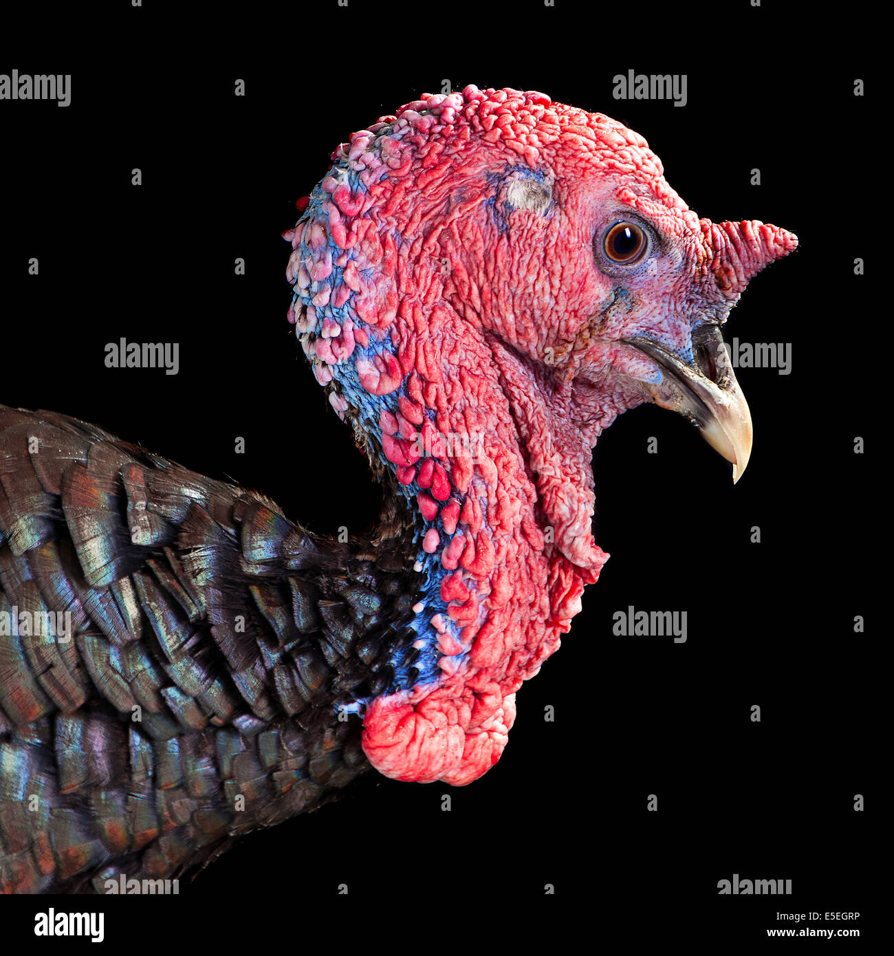 Türkei-Vogel auf schwarzem Hintergrund Stockfoto