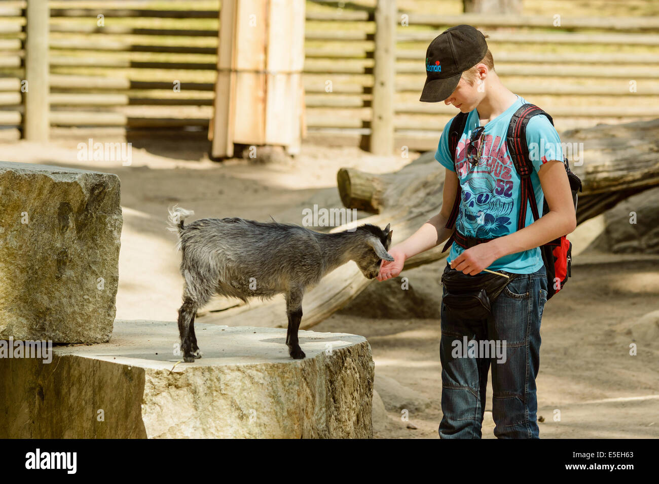 Kolmarden, Schweden - 19. Juli 2014: Teenager zusammen mit kleinen Ziege auf einem Felsen in Kolmarden Zoo. Stockfoto