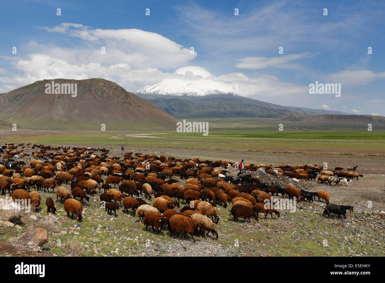 Schafherde vor Berg Ararat, Büyük Ağrı Dagi, Dogubayazit, Dogubeyazit Doğubeyazıt, Ağrı Provinz Ağrı Stockfoto
