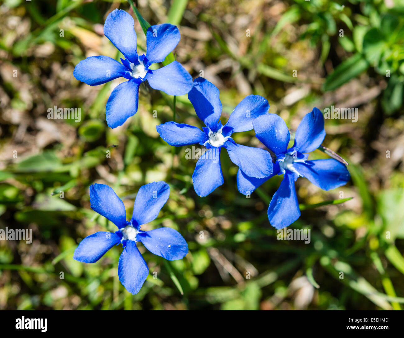 Frühlings-Enzian (Gentiana Verna), Blumen Stockfoto